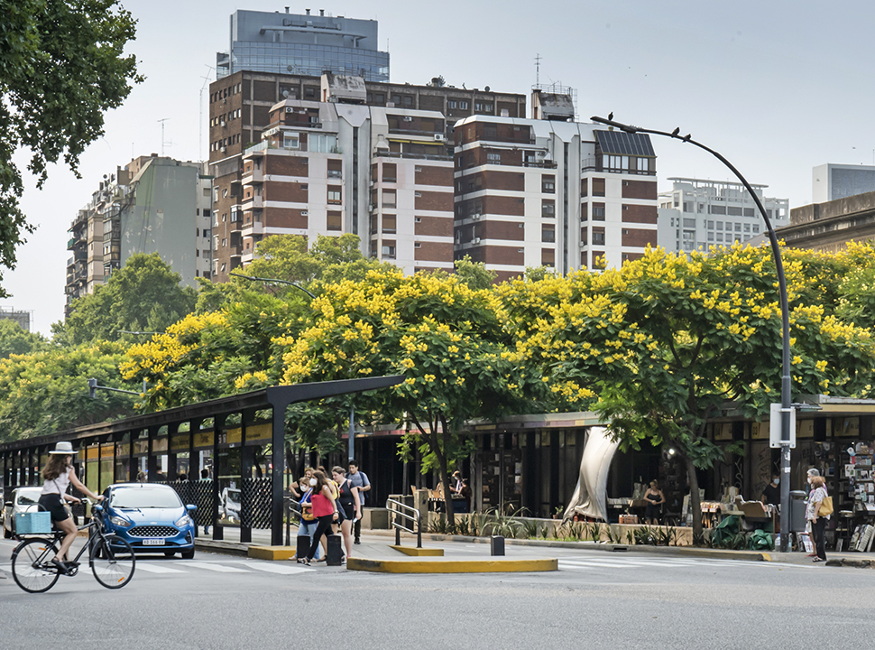 Espectacular florecimiento de los Ibirapitá en Buenos Aires