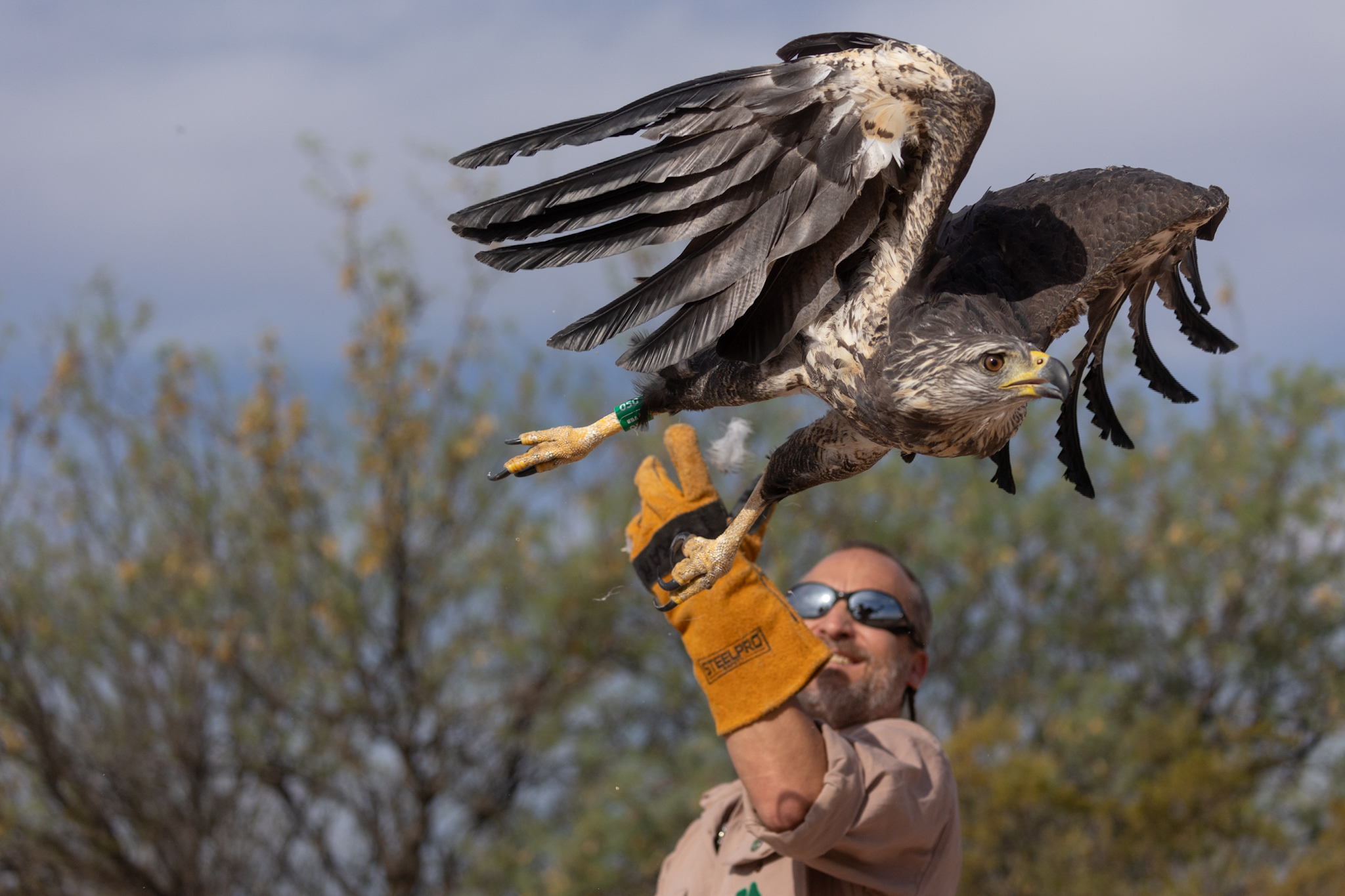 Liberaron en Mendoza a un águila rehabilitada en el Ecoparque porteño
