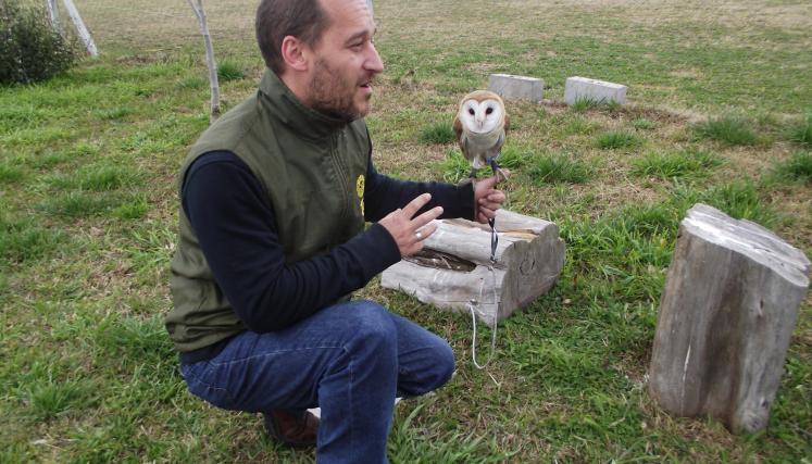 Andrés Capdevielle, director del Programa de Conservación y Rescate de Aves Rapaces, con una lechuza de campanario rescatada. Foto: Ciudad Verde.