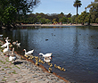 Avistamiento de aves en el Lago Regatas