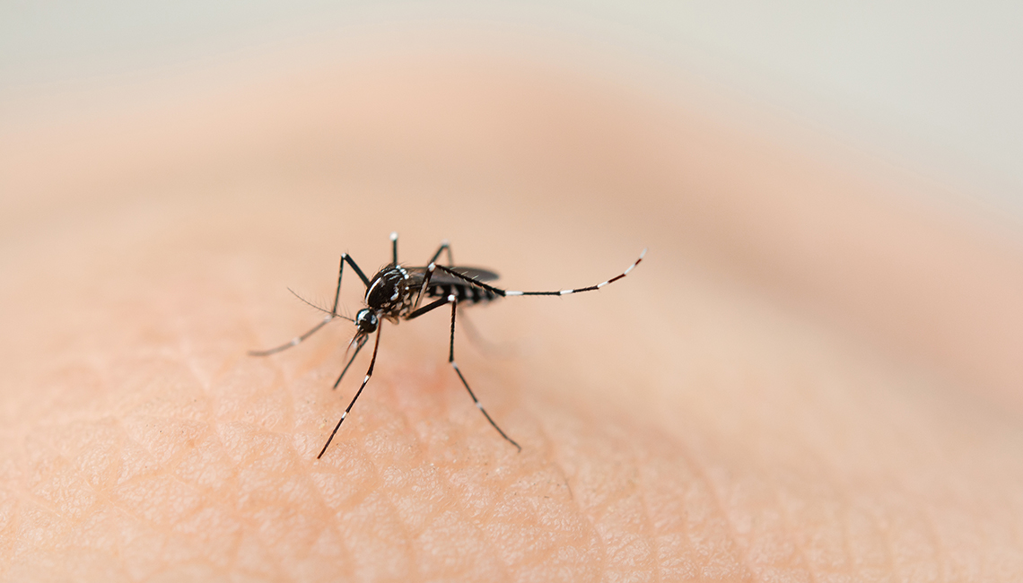 Dengue: acciones para evitar su propagación