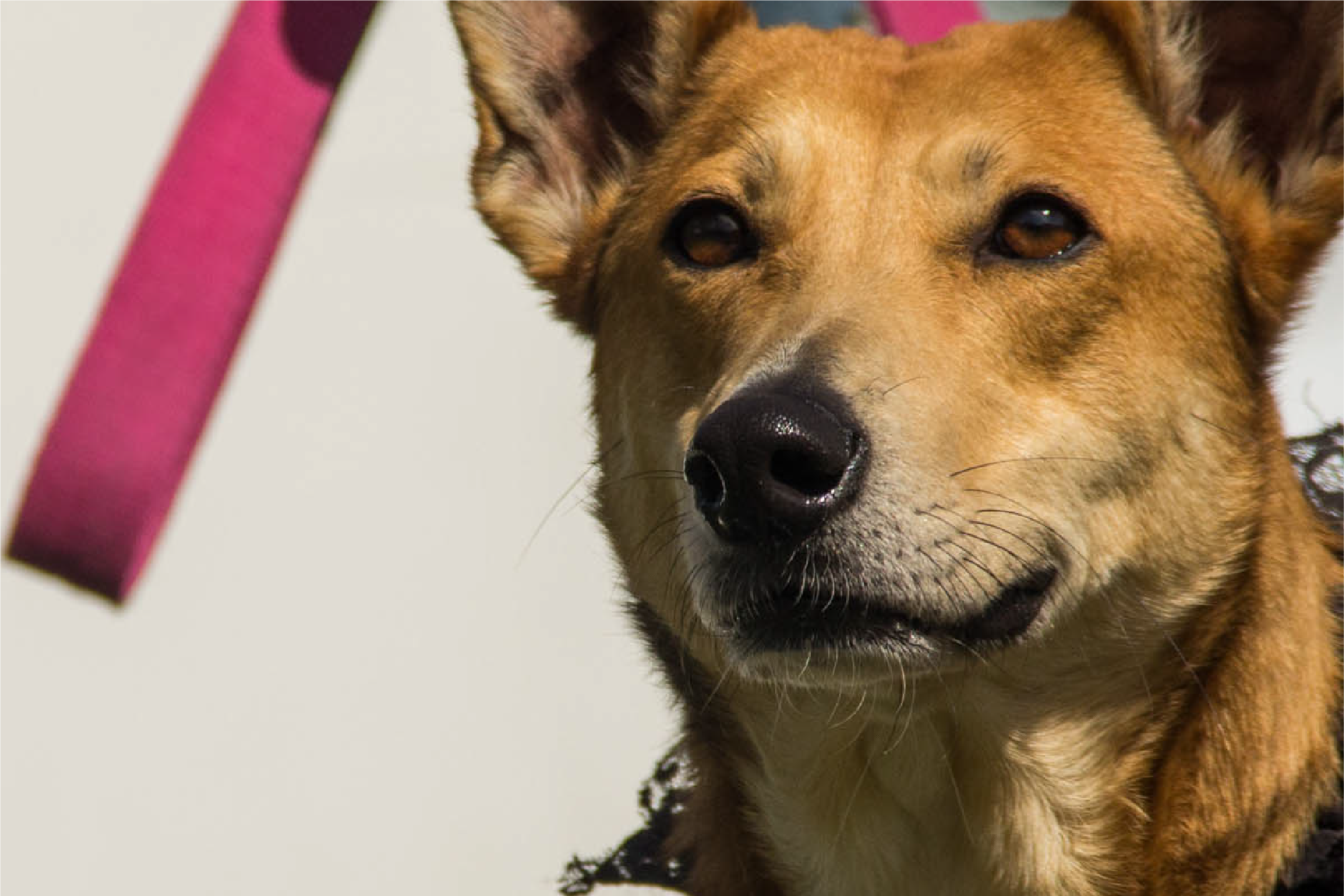 Jornada de Adopción de Mascotas ¡Sumate!