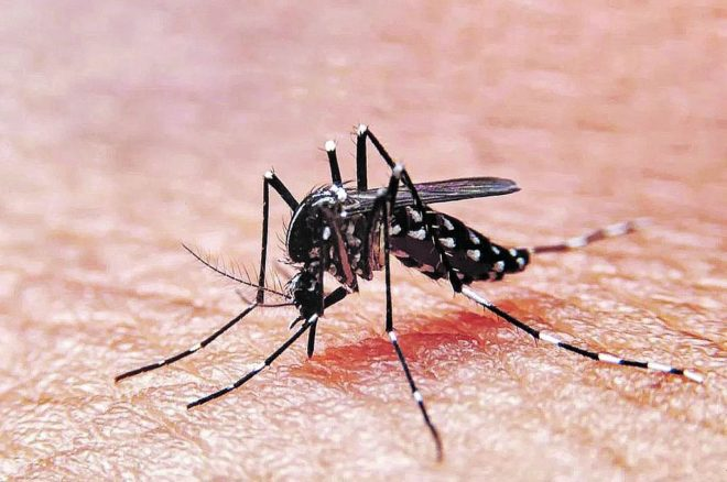 Dengue: se intensificaron las acciones de prevención y el control 