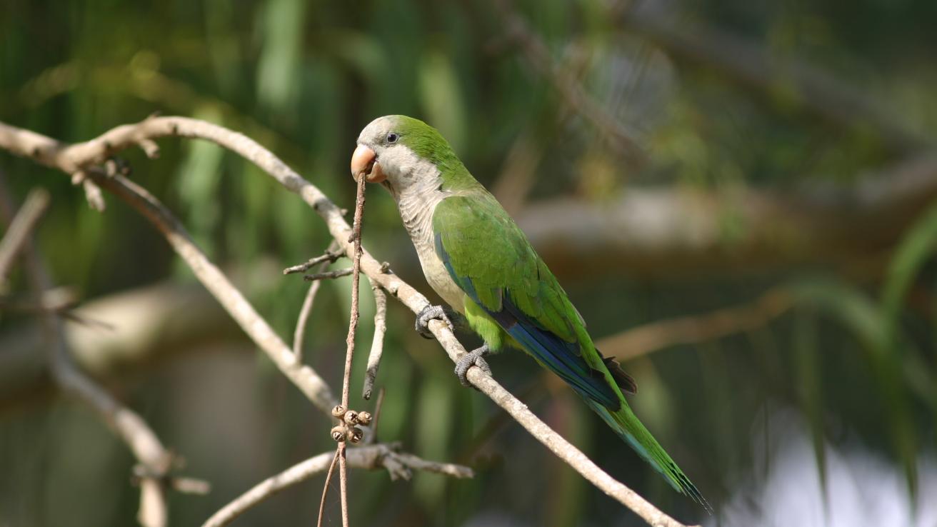 Horacio Rodríguez Larreta presentó la Agenda de Transparencia e Innovación Institucional