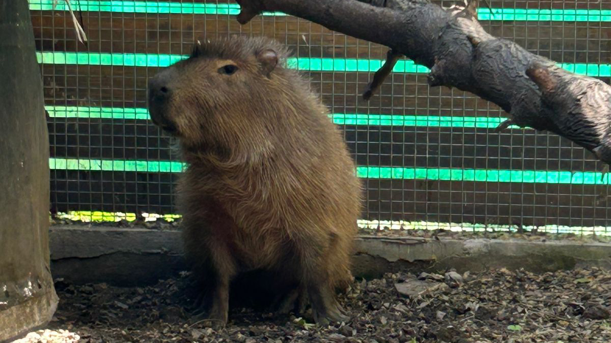 El carpincho perdido en Recoleta ya está en Ecoparque