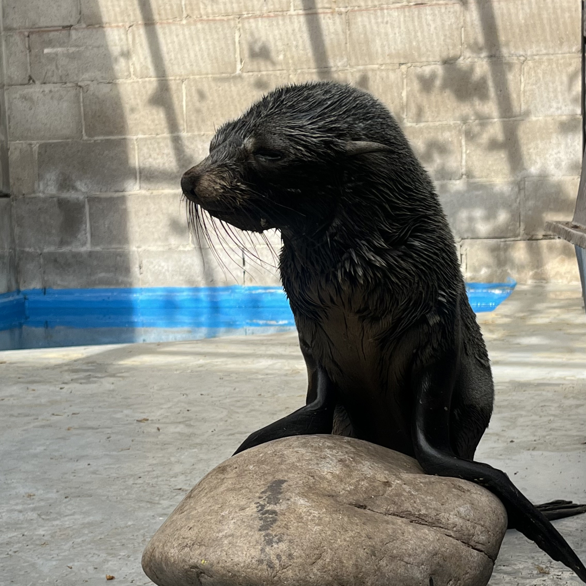 ¡Recibimos en Ecoparque un lobito marino de rescate! 