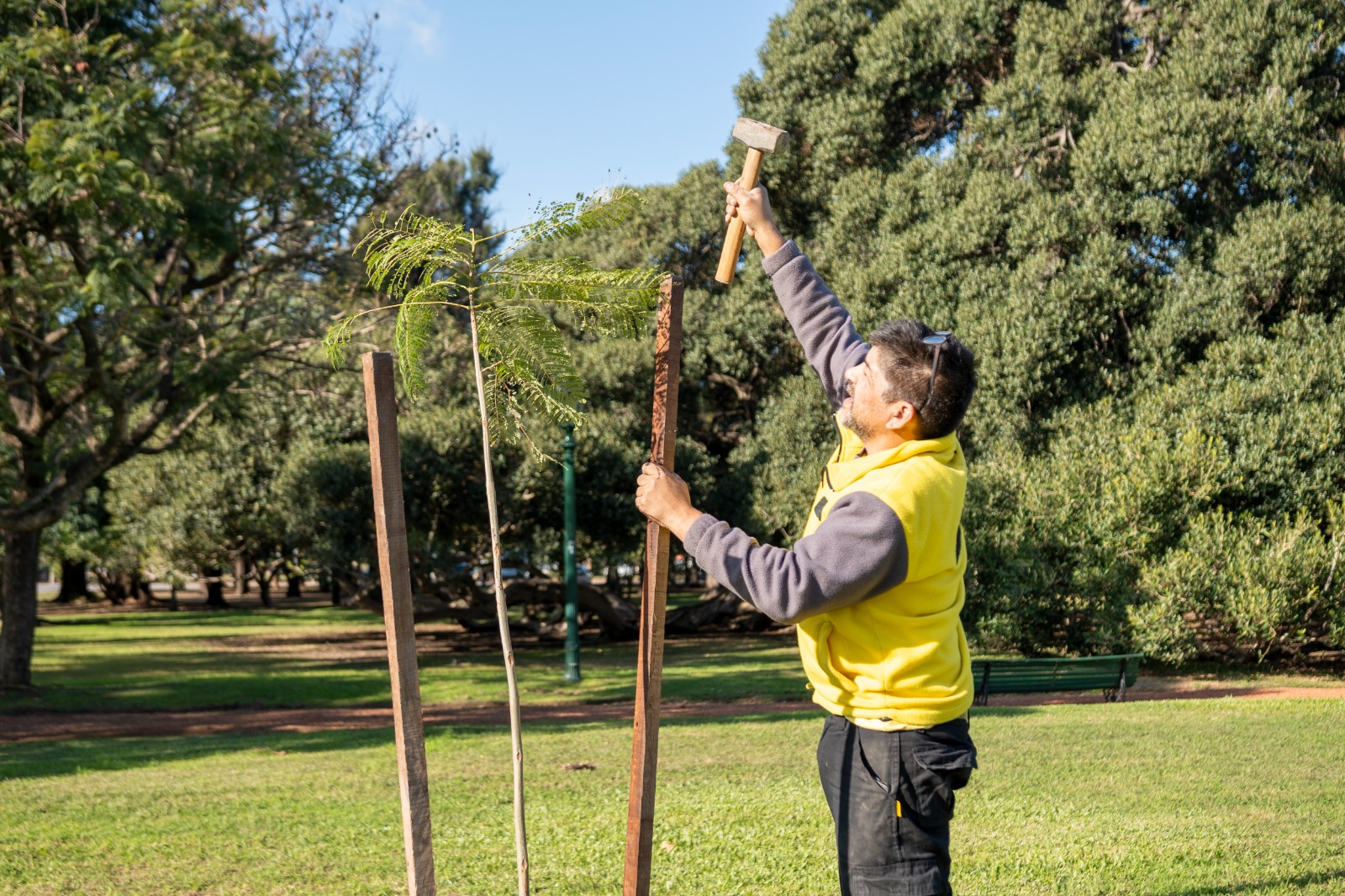 Más de 1100 nuevos árboles en Palermo 