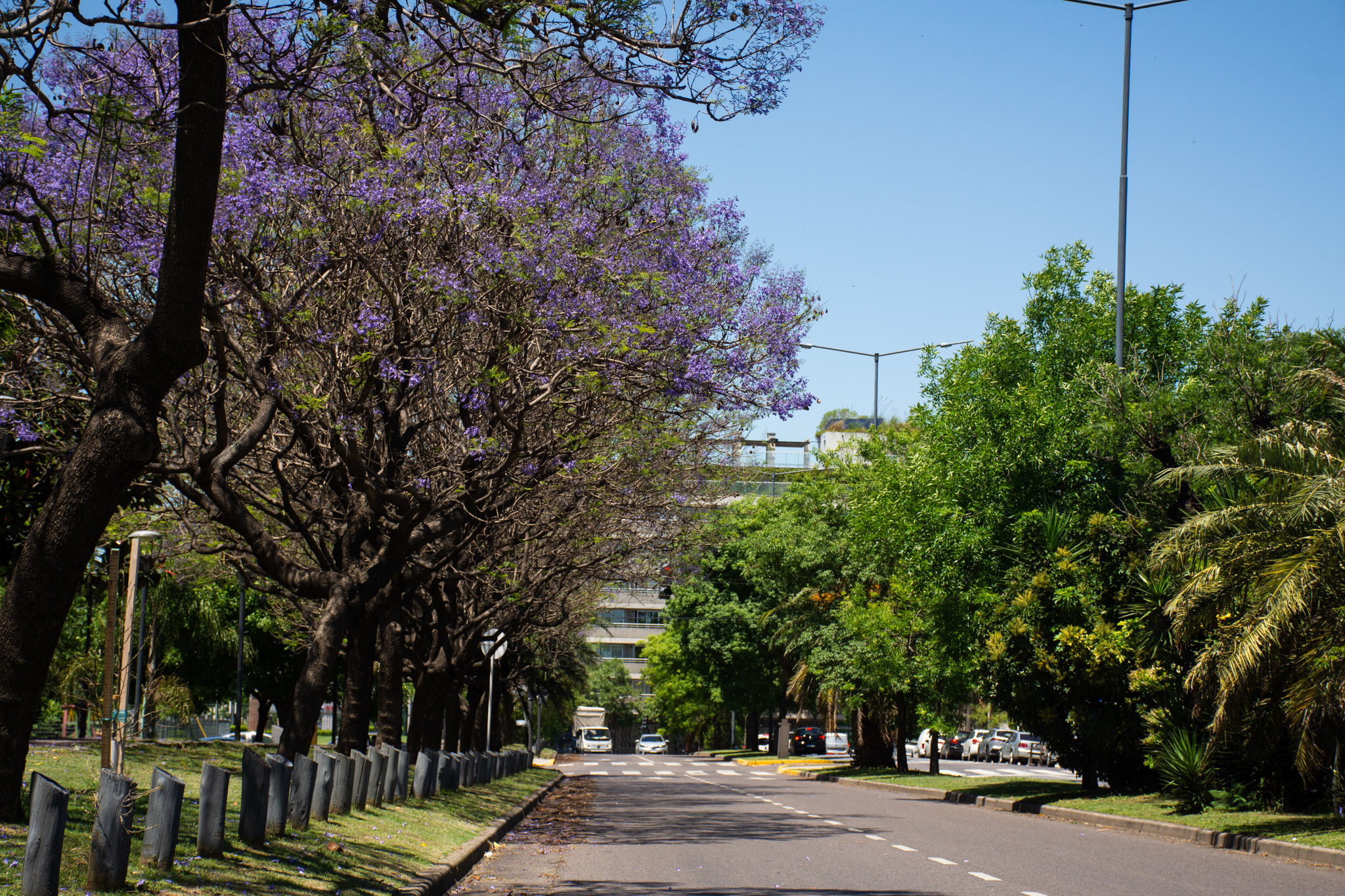 En noviembre, la Ciudad se tiñe de violeta y de amarillo