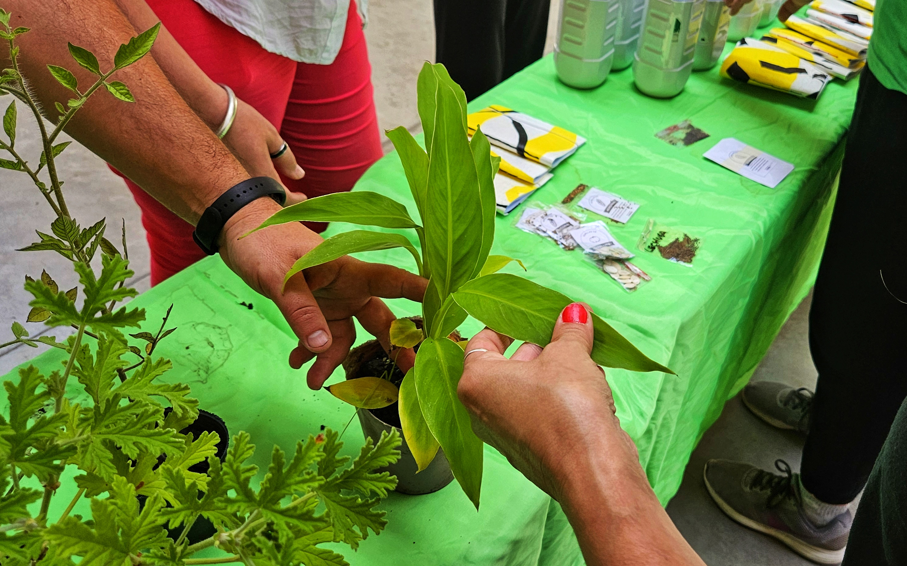 Multiplicando experiencias y aprendizajes en la Feria de Intercambio de Semillas