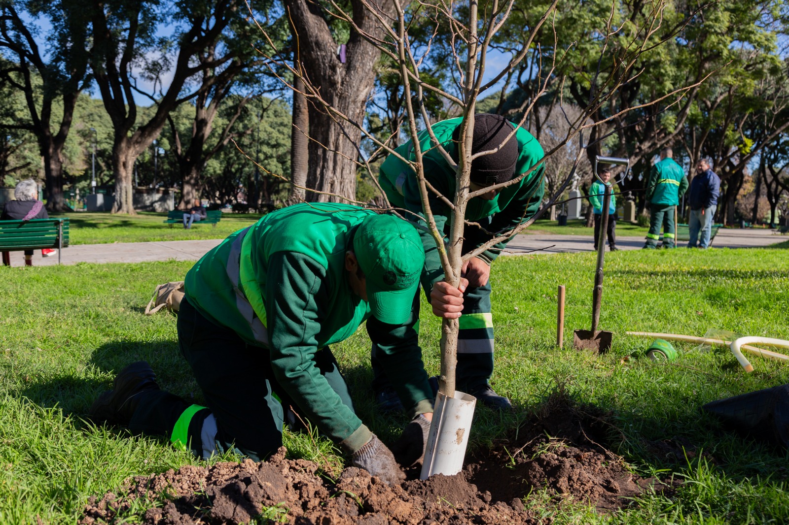 Con más de 18.000 nuevos ejemplares plantados, la Ciudad completó el Plan de Arbolado 2024