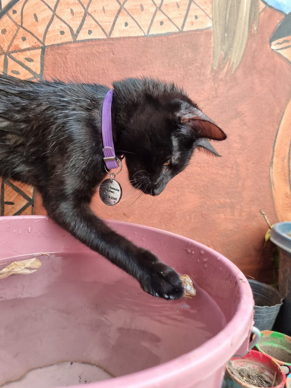 Prevención del golpe de calor en perros y gatos