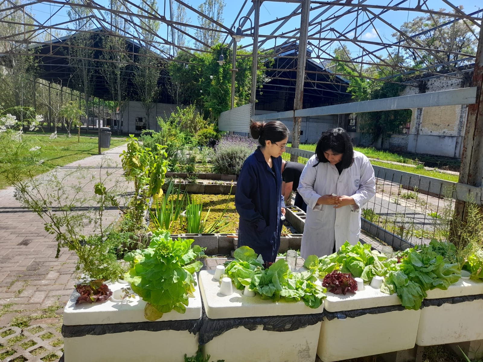 Hidroponias escolares: otra forma de cultivar alimentos sanos y saludables