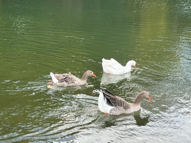 ¡Convocatoria abierta! ZONA x Parque 3 de Febrero