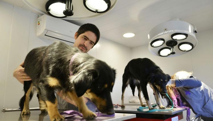 Castración y vacunación antirrábica gratuita: días y horarios de diciembre