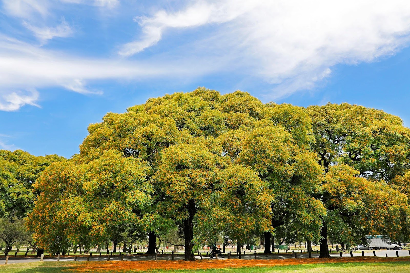 Florecieron las tipas y una lluvia de flores amarillas tiñe el paisaje urbano