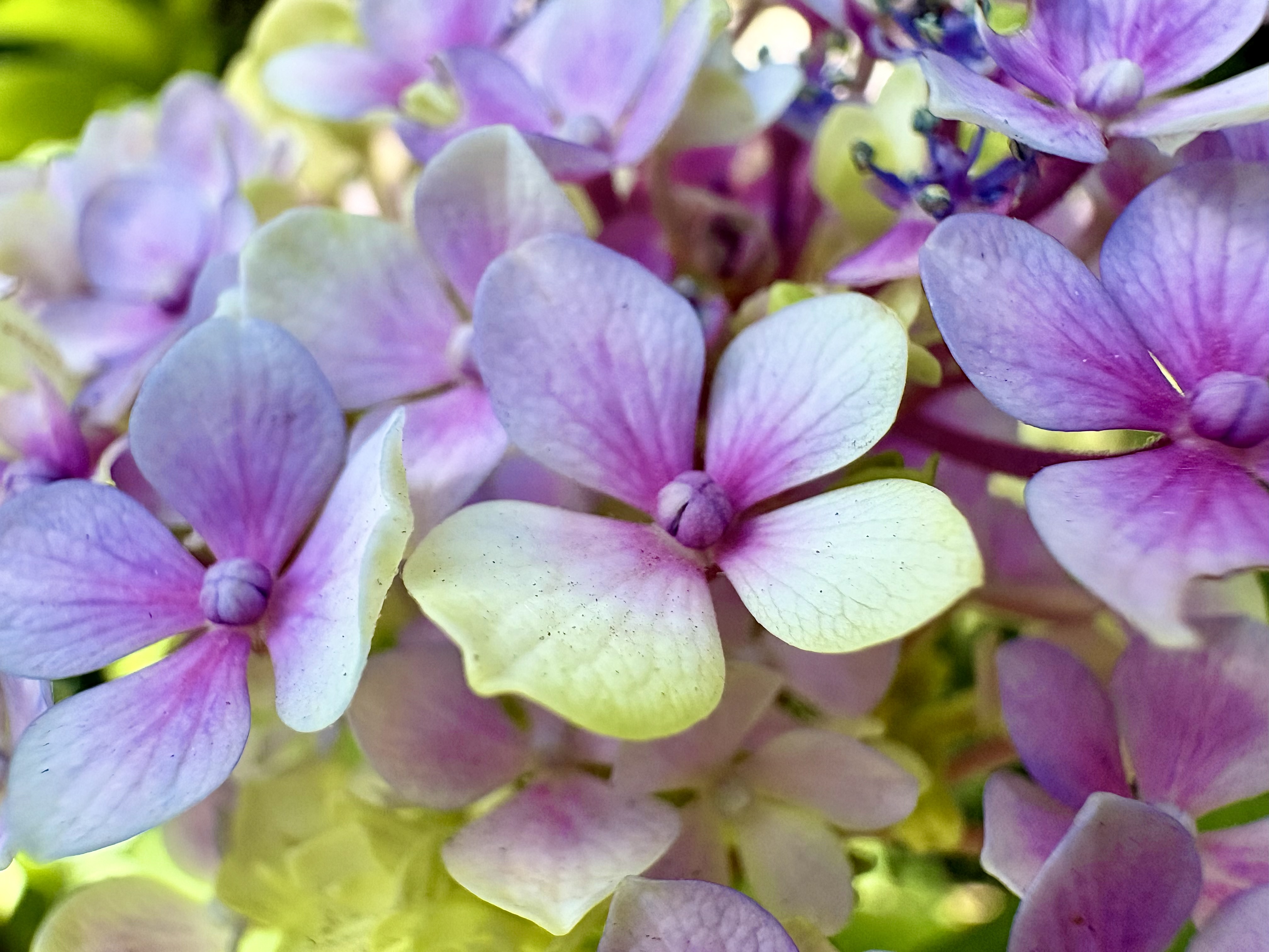 Catálogo familiar de flores y plantas | A cargo de Romina Orazi, artista visual y jardinera