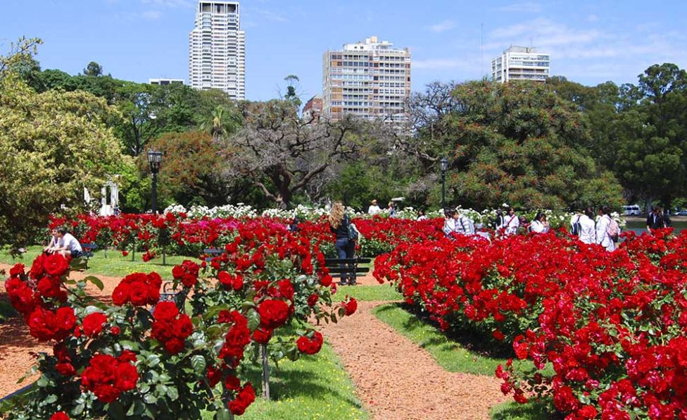 Vuelve la tradicional poda del Rosedal con entrega gratuita de esquejes