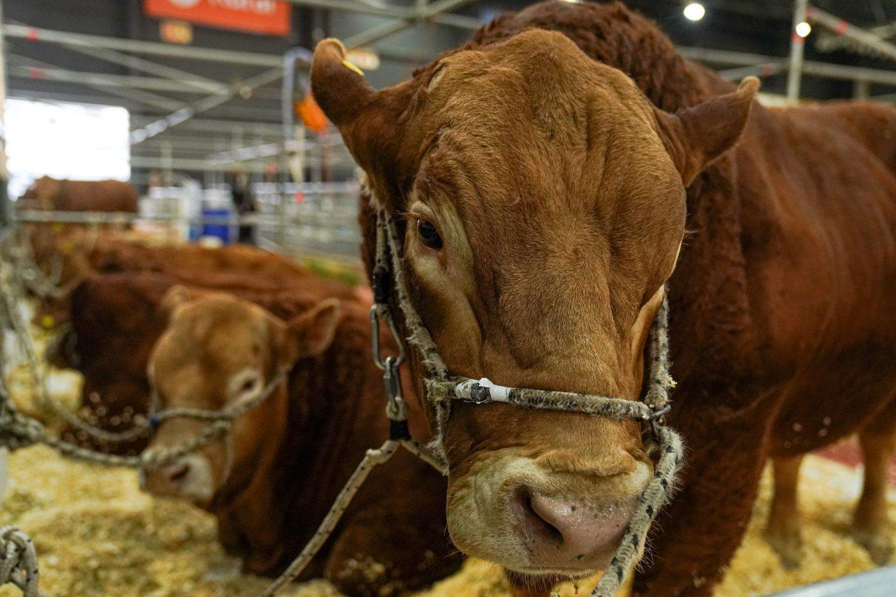 La Ciudad dice presente en la Expo Rural 2026 7