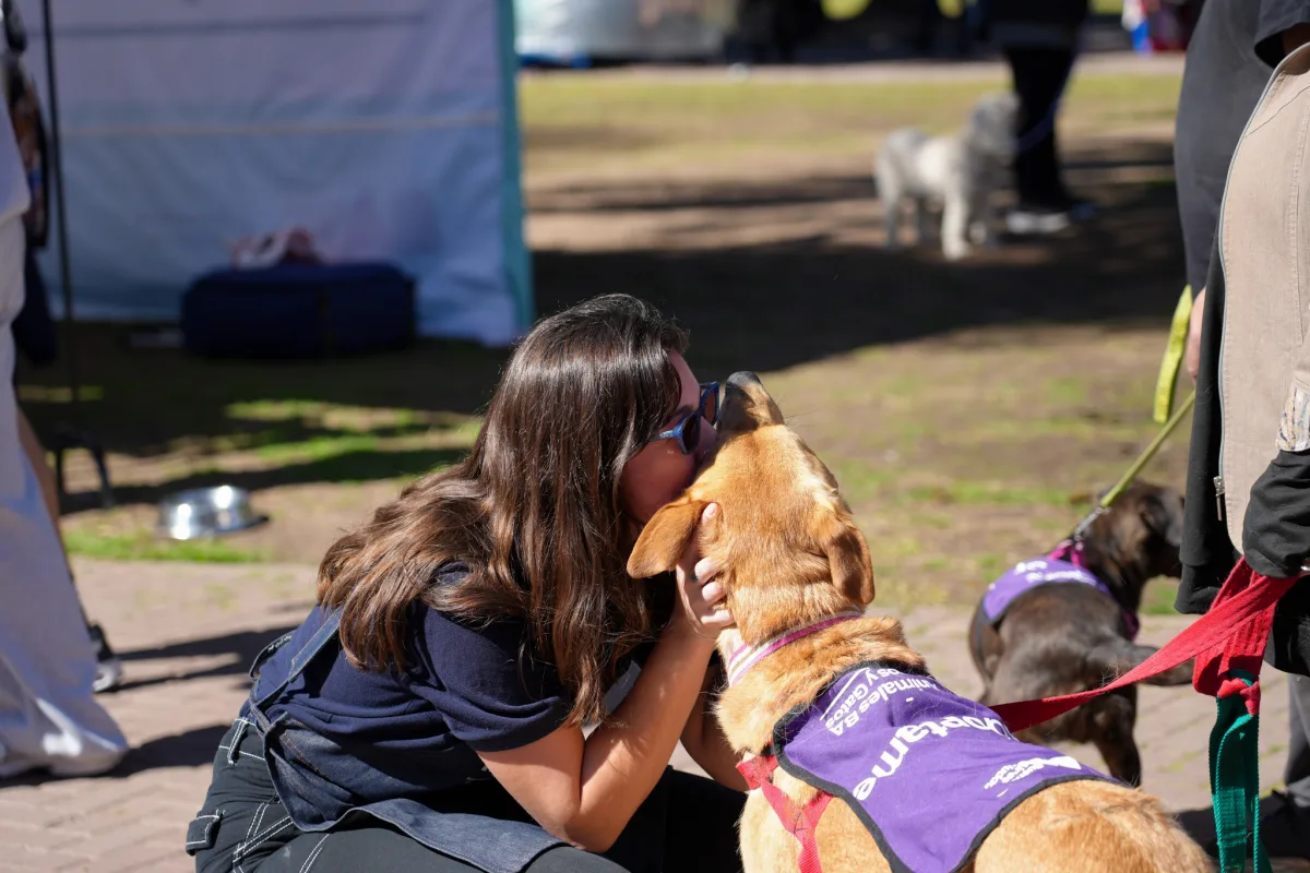 Jornadas de adopción de perros y gatos: un nuevo formato, más cerca de los vecinos