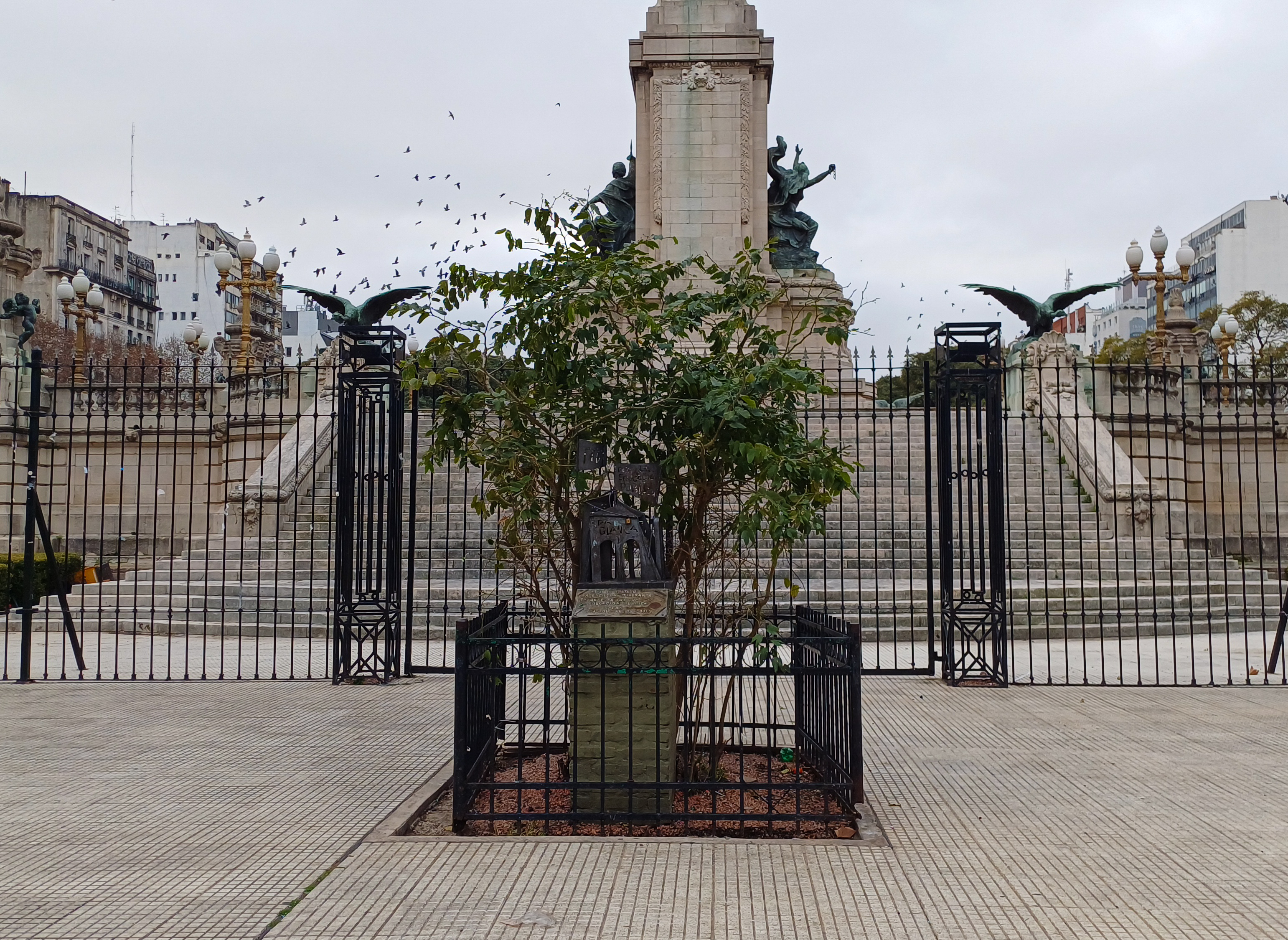 Árbol de la carpa blanca