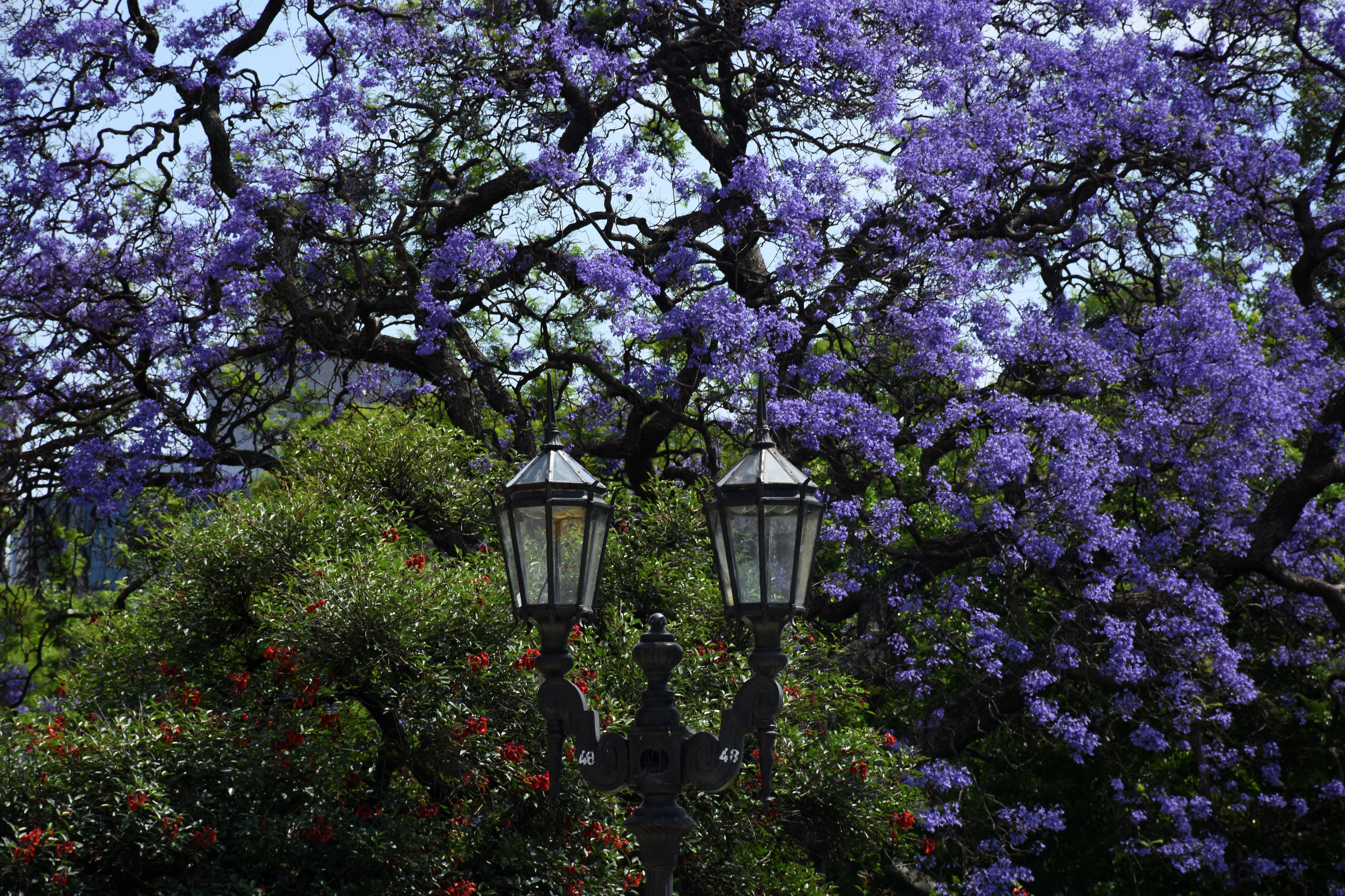 Jacarandás en el espacio verde público