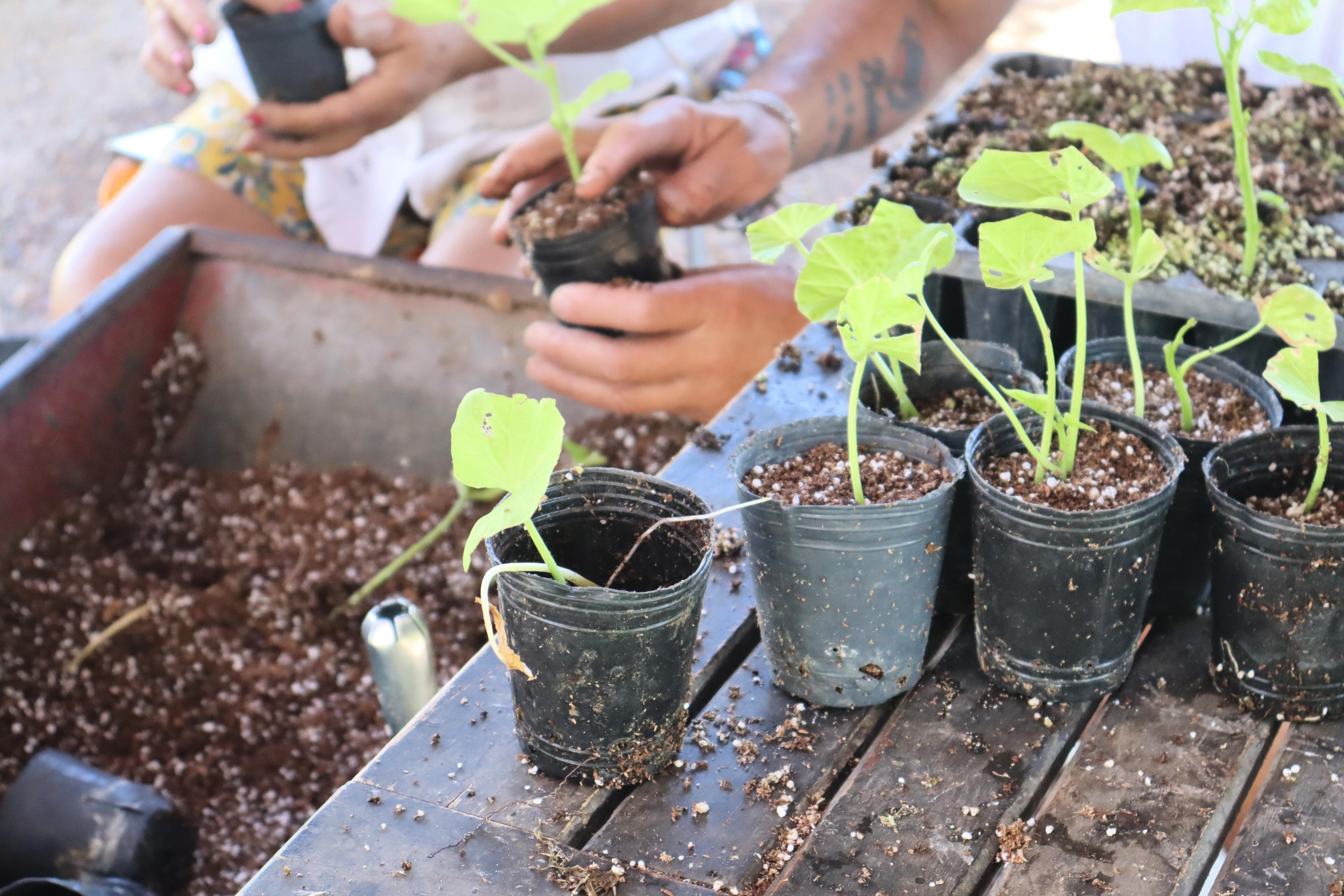 Voluntariados gratuitos de flora nativa y agricultura urbana