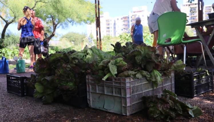 Voluntariados gratuitos de flora nativa y agricultura urbana