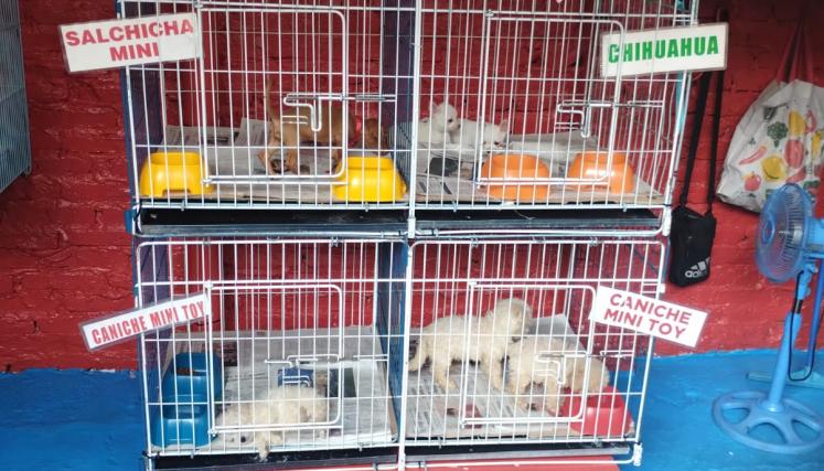 Más de 200 animales rescatados en la Feria de Pompeya