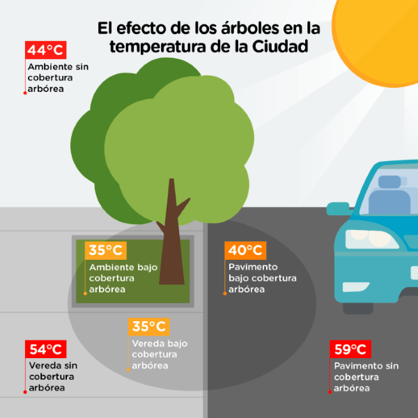 El efecto de los árboles en la temperatura de la Ciudad