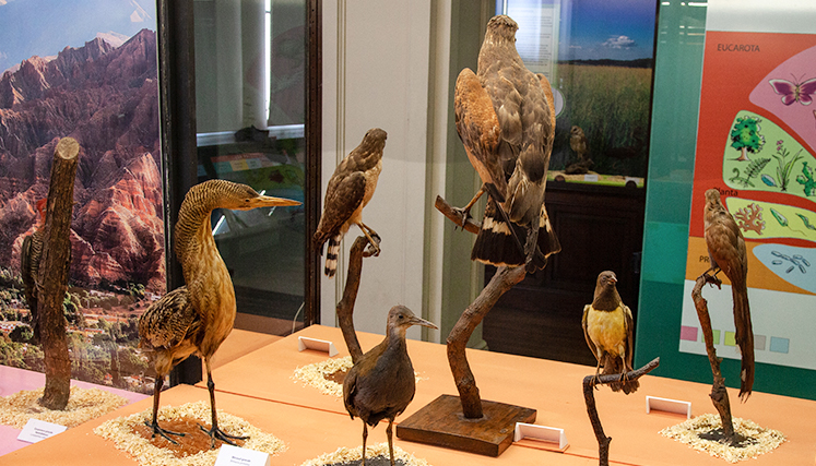 aves en el museo Bernasconi