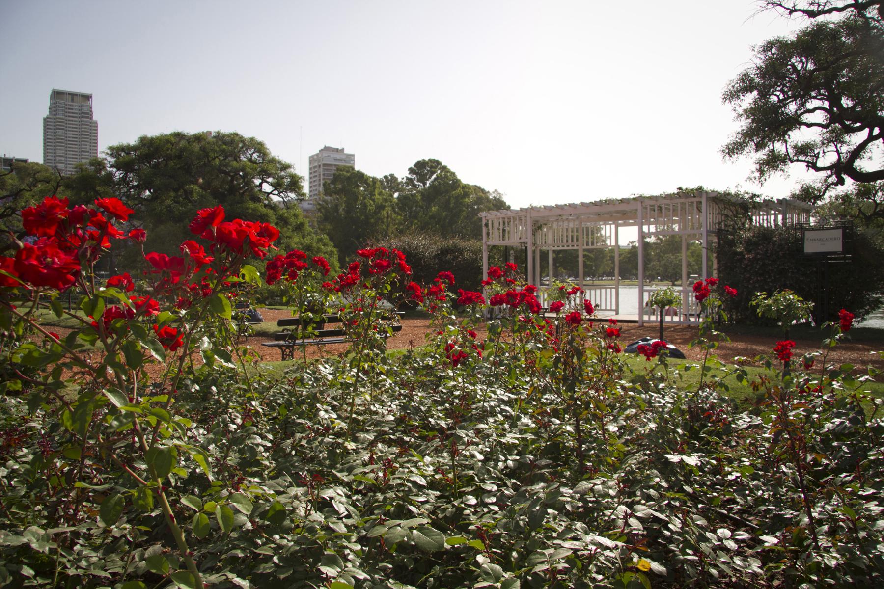 Las mejores rosas del mundo florecen en Buenos Aires