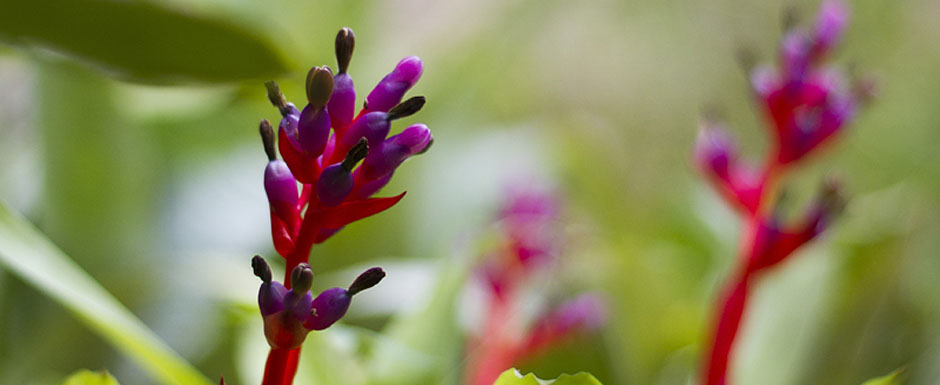 ¡Descubrí el Invernáculo del Botánico!