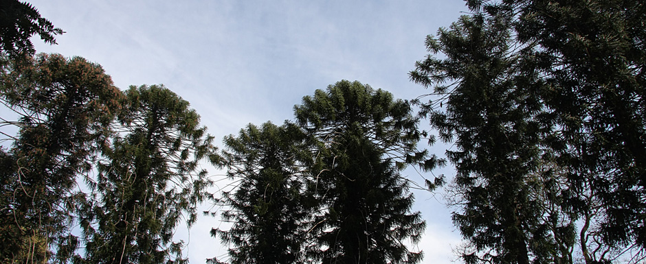 Comprometete a cuidar un árbol 
