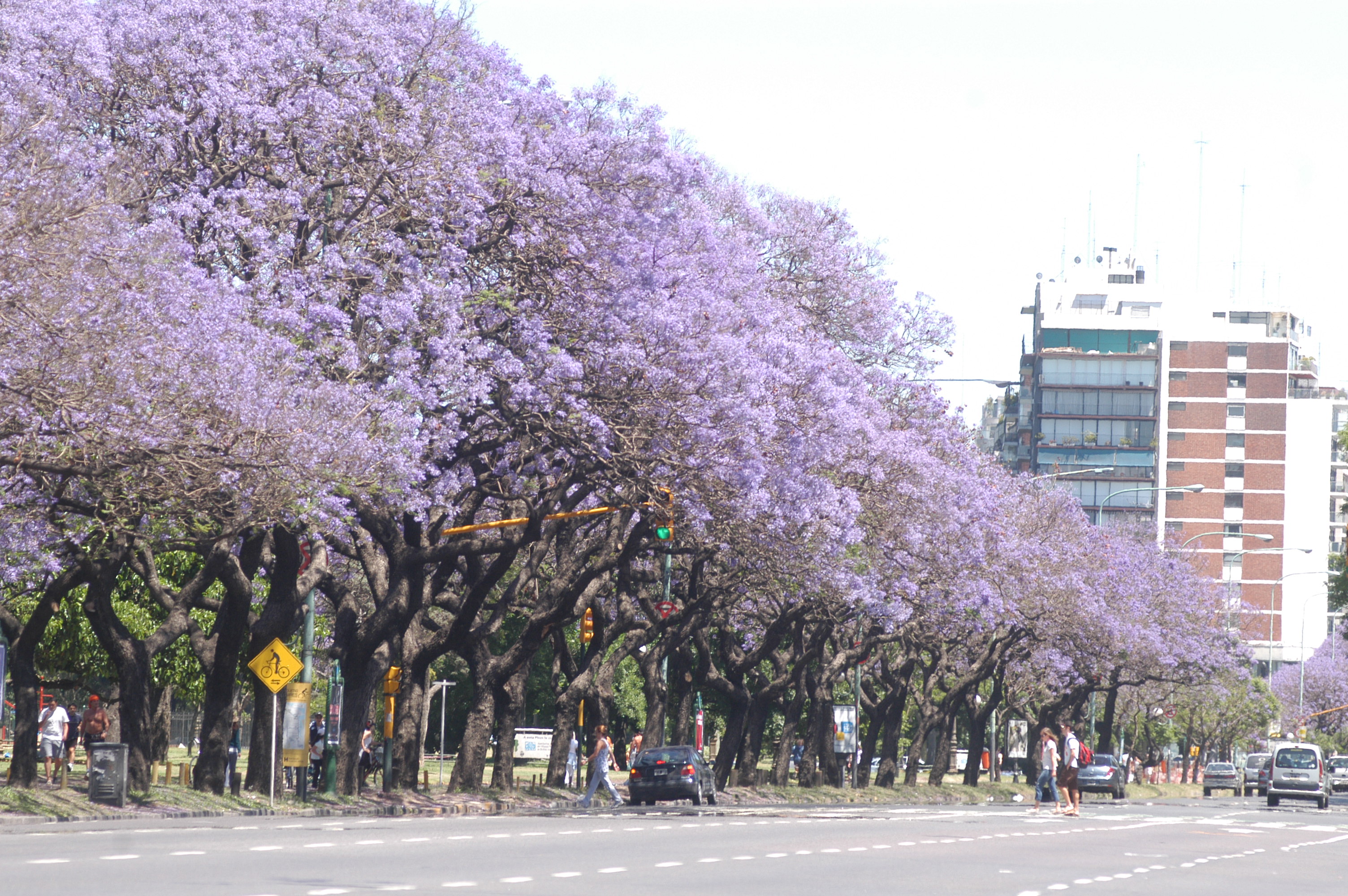 El Jacarandá, símbolo de la primavera en Buenos Aires