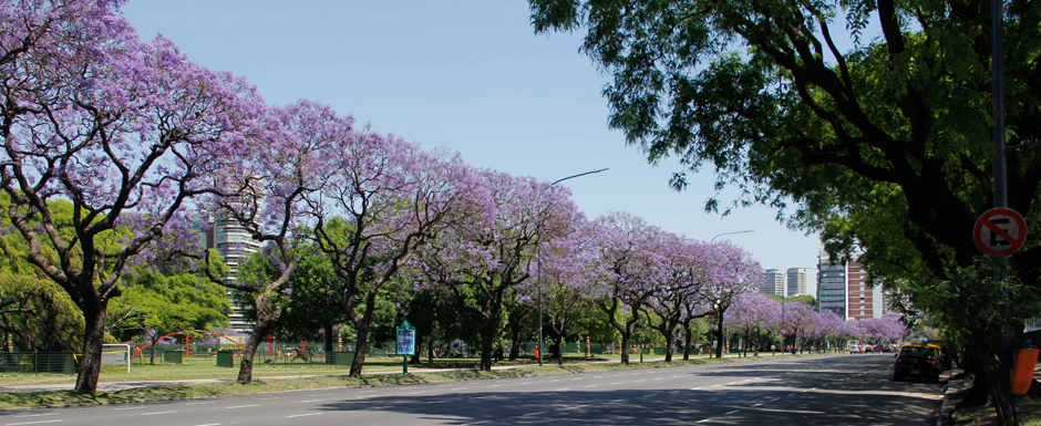 La Ciudad se tiñe de lila con más de 15 mil jacarandaes