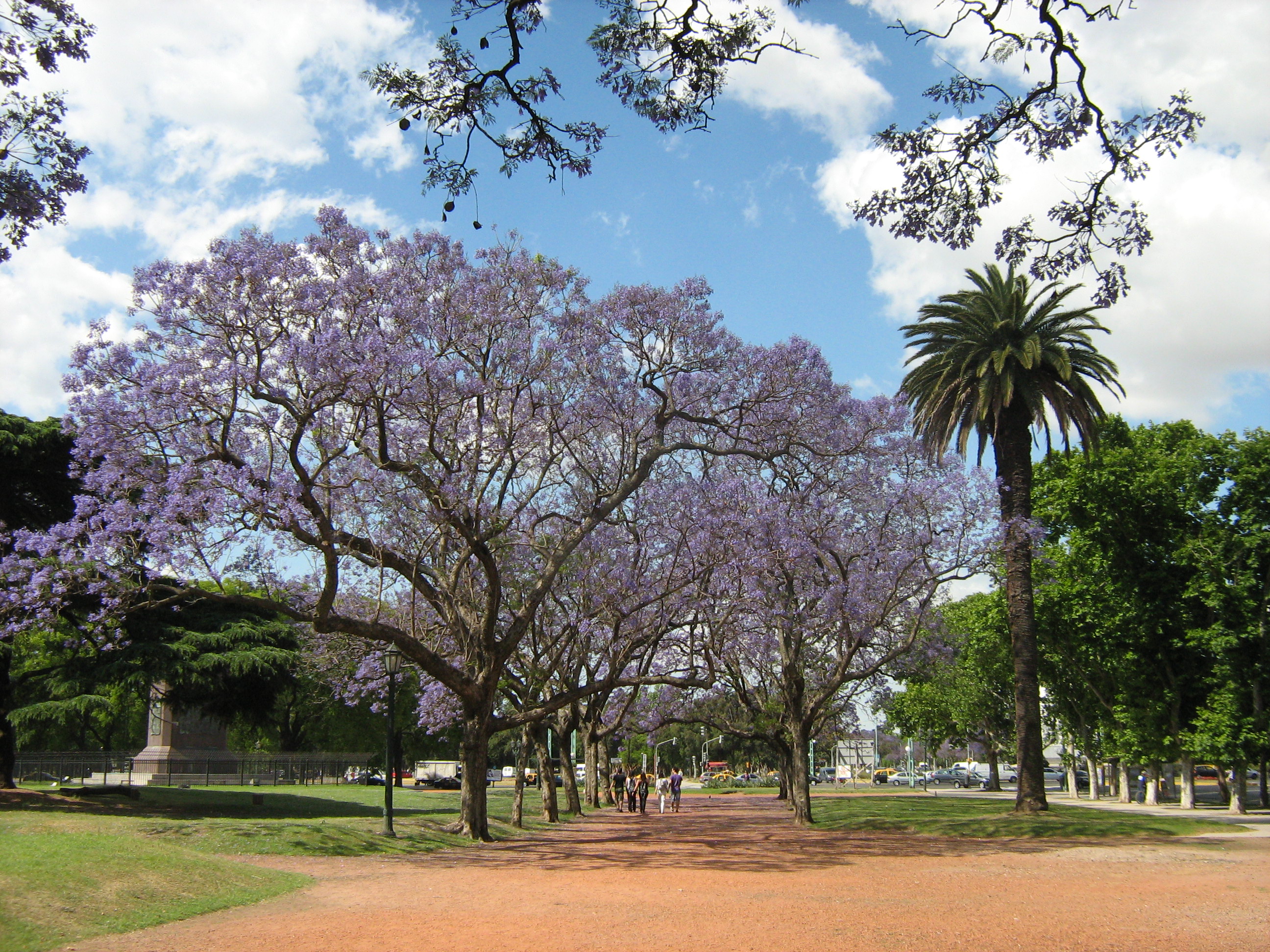El Jacarandá, árbol distintivo de la Ciudad de Buenos Aires