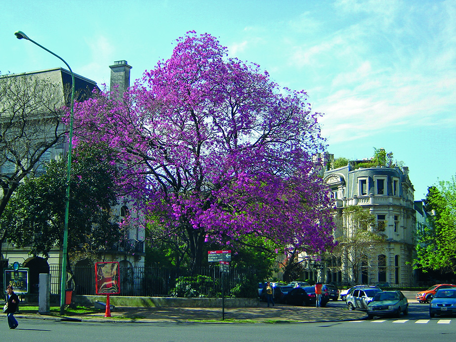 Árboles nativos | Buenos Aires Ciudad - Gobierno de la Ciudad Autónoma de  Buenos Aires