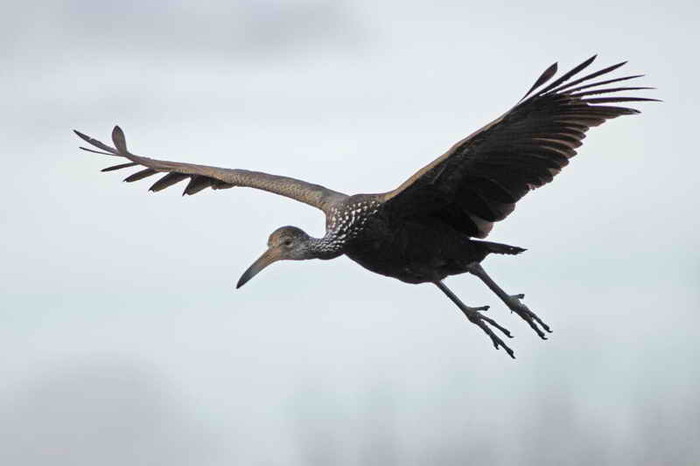 Más biodiversidad en la Reserva Ecológica