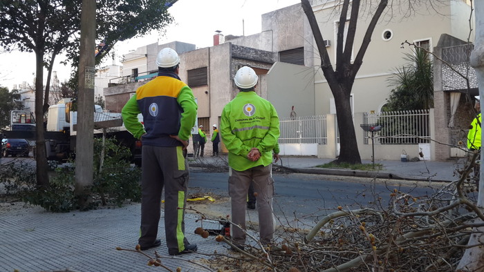 Video: ¿para qué sirve la poda? 