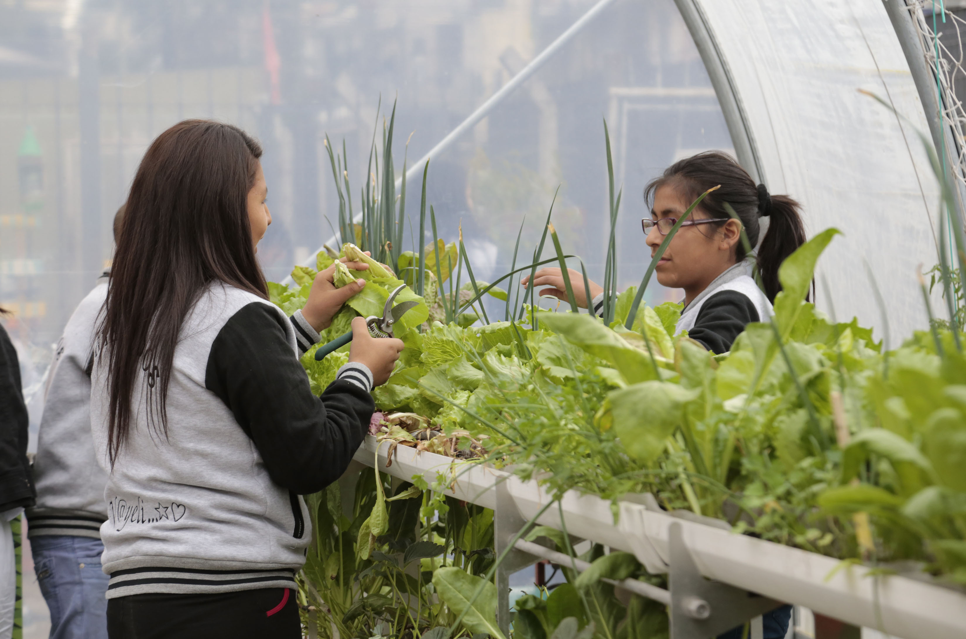 La huerta orgánica como herramienta didáctica para la enseñanza