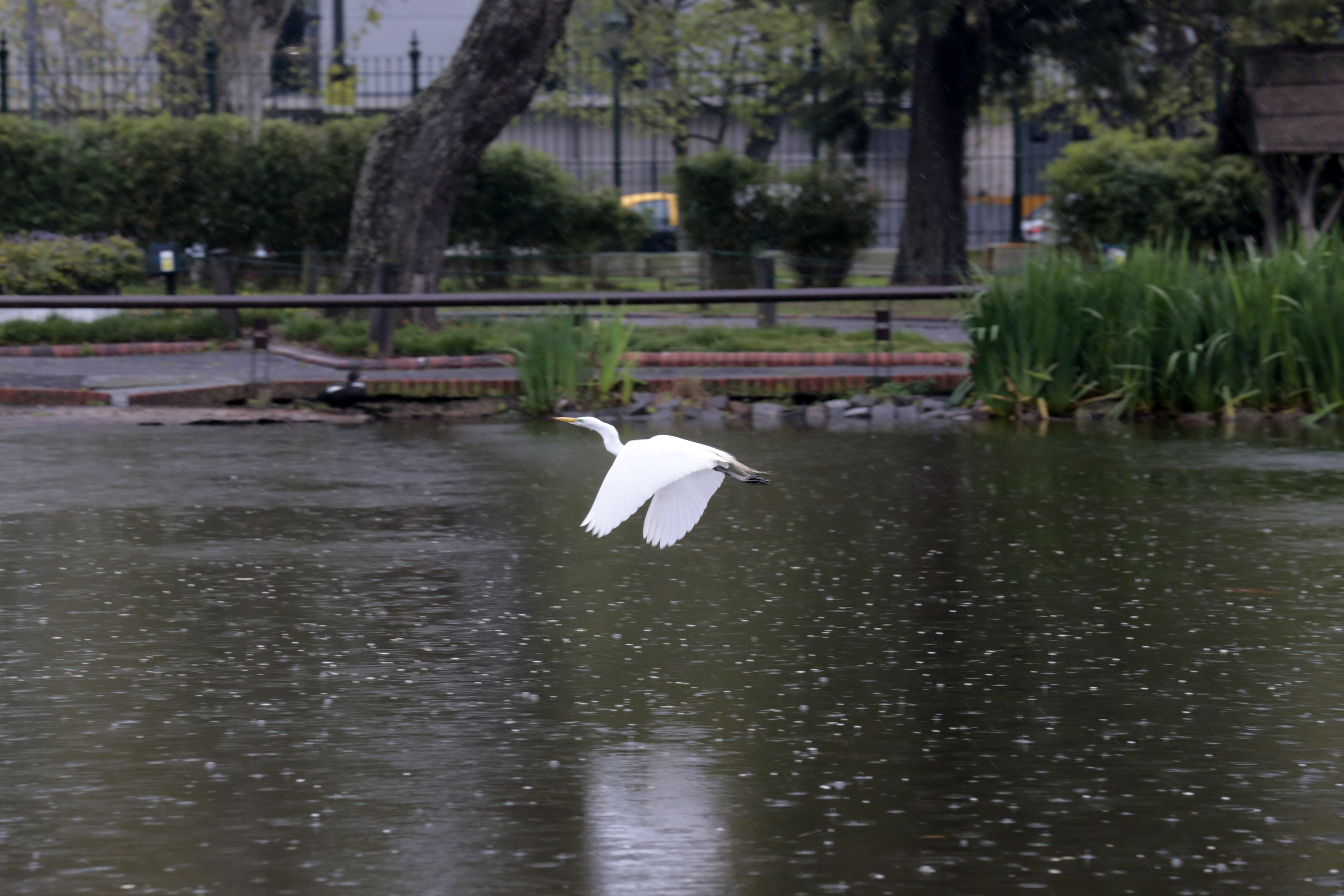 El traslado de los animales del Ecoparque, contado por los especialistas