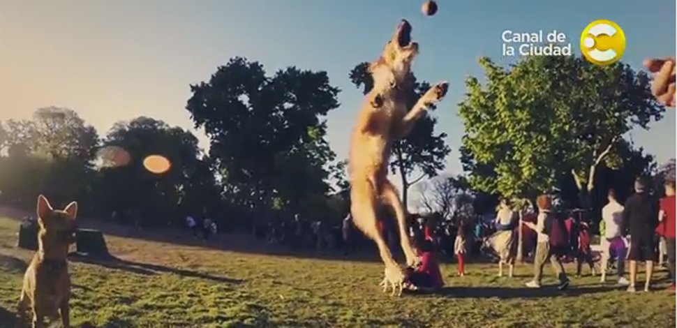 Las mascotas tienen su espacio en el Canal de la Ciudad 