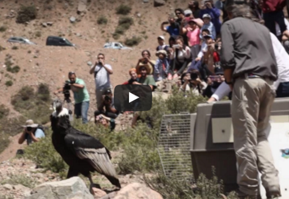 Videos: dos cóndores del Ecoparque fueron liberados en Mendoza