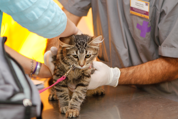 Atención gratuita para mascotas en Balvanera, Boedo y Villa Urquiza