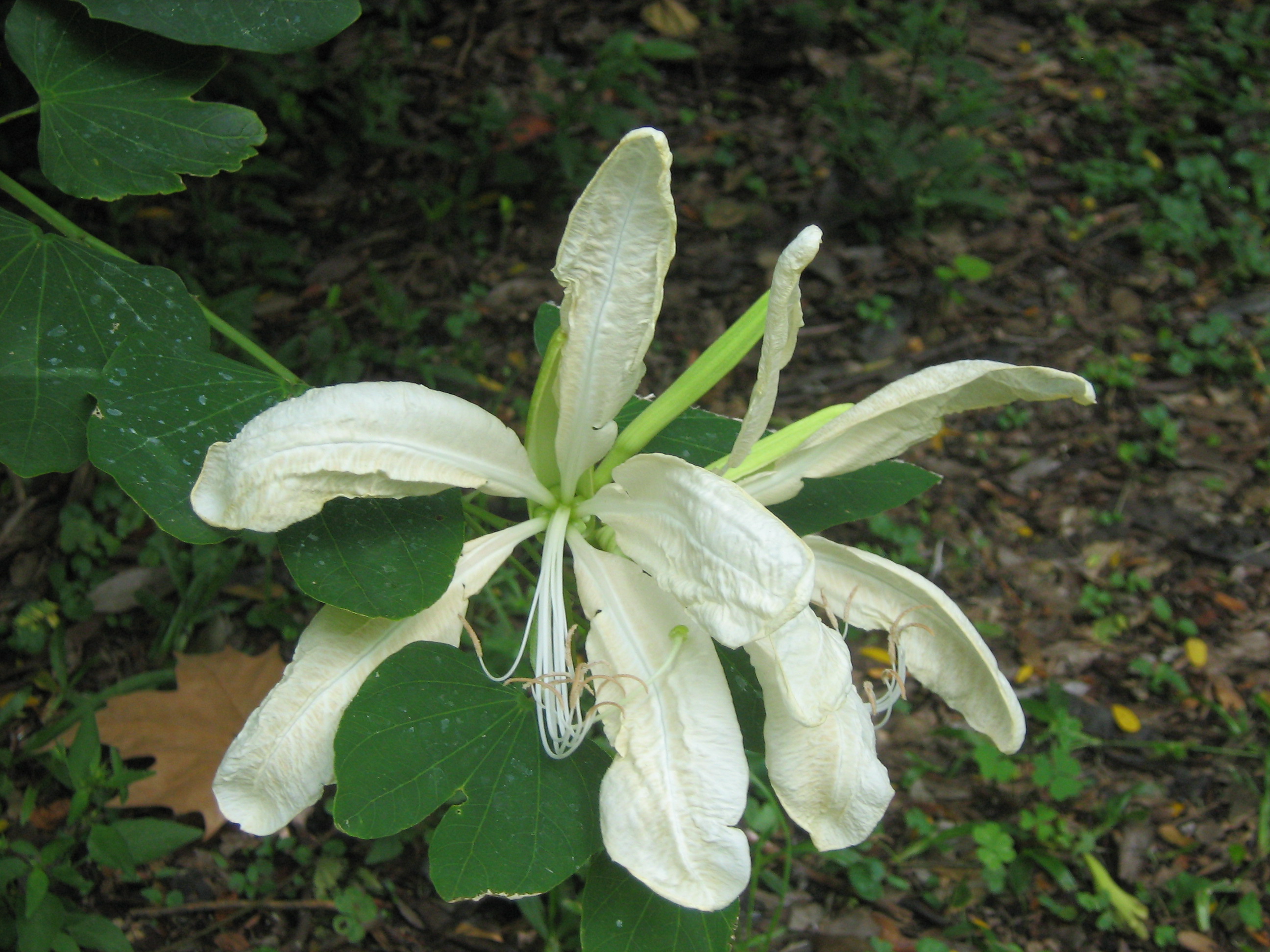 Bauhinia forficata subsp. pruinosa 