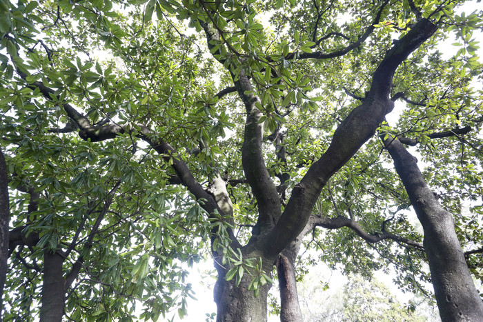 Cuáles son los cinco árboles más antiguos de la Ciudad