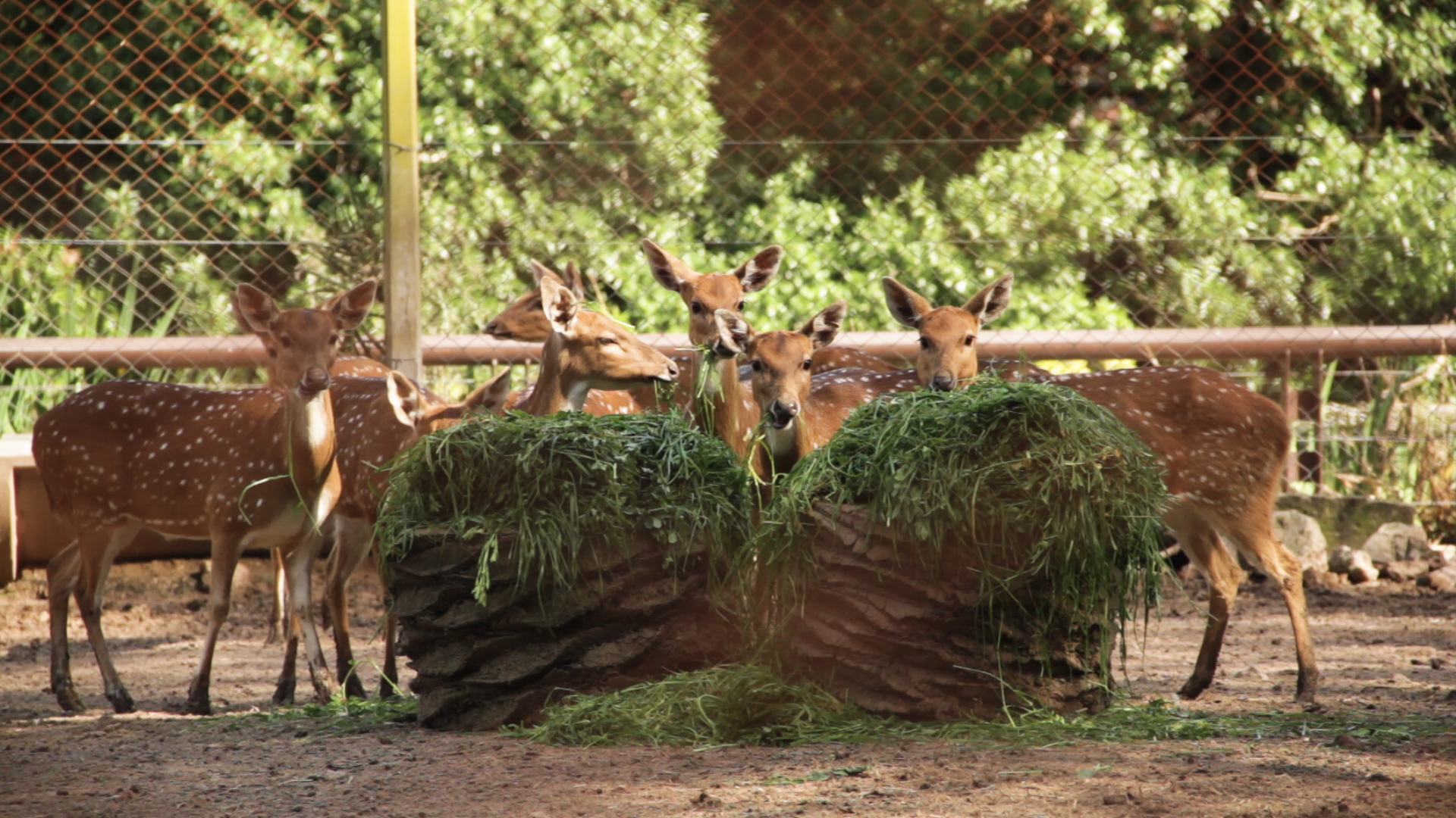 El Ecoparque derivó los primeros 5 ciervos de un total de 122