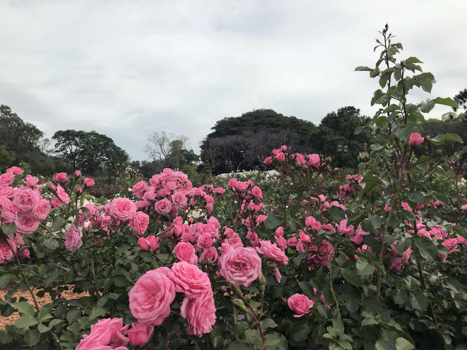 El Rosedal de Palermo cumple 103 años