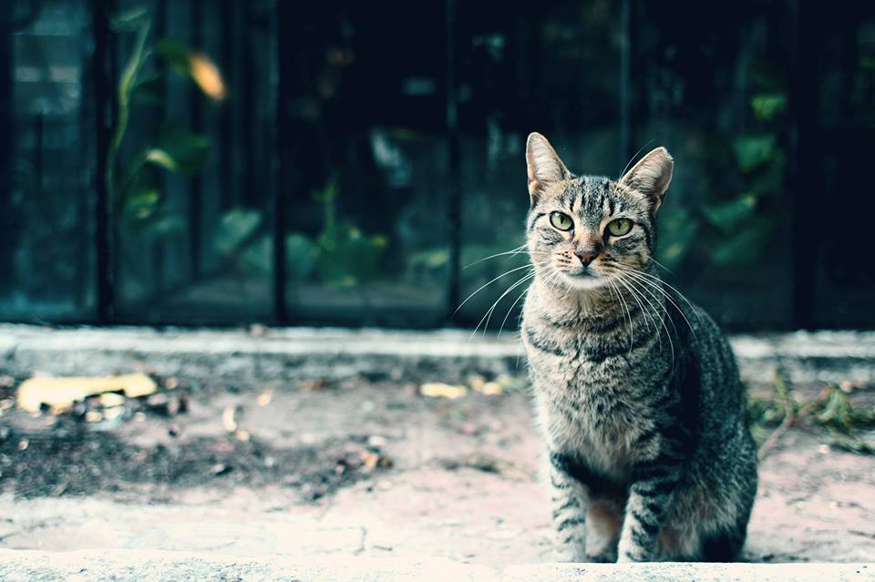 Se buscan voluntarios para ayudar a los gatos abandonados del Botánico