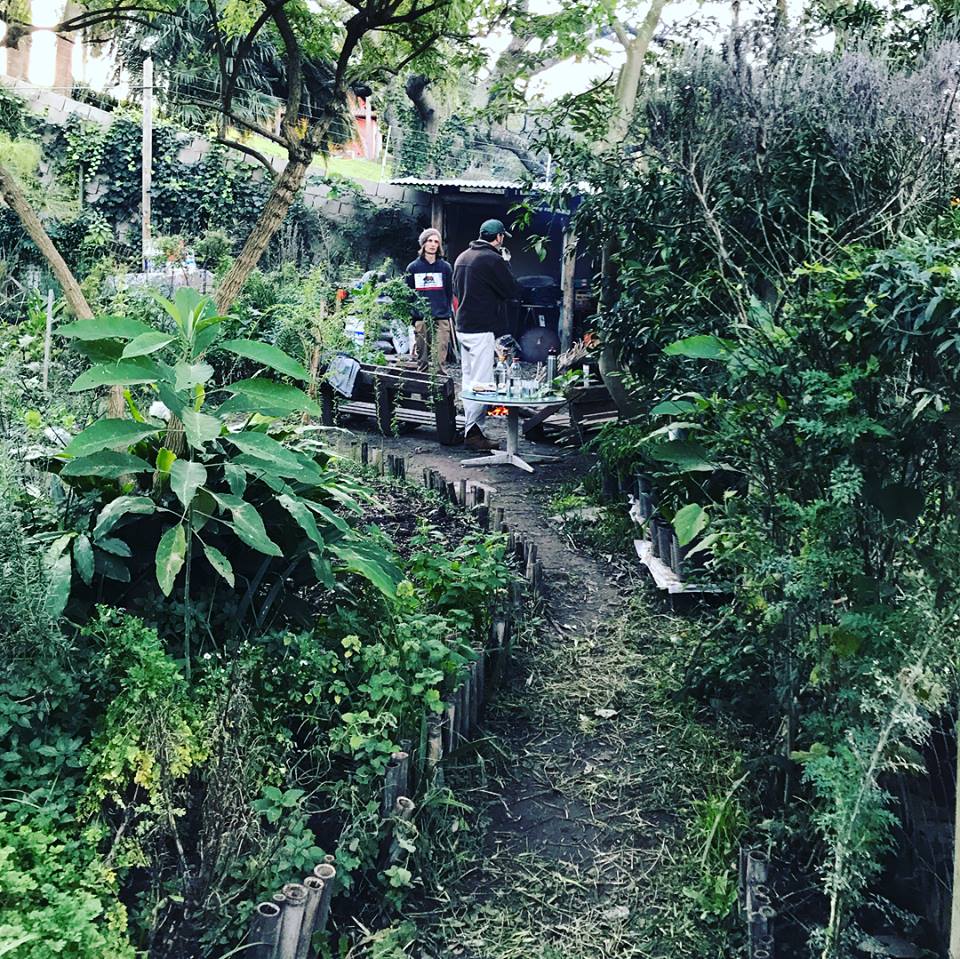 ¡A plantar especies nativas!